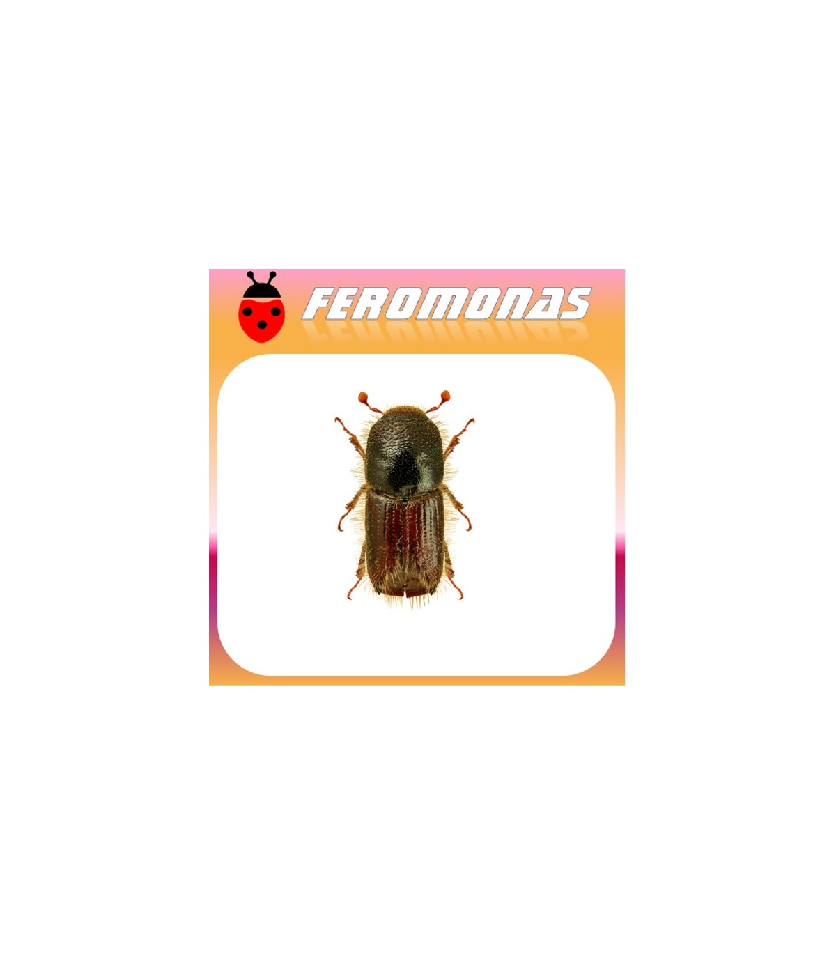 Feromonas para IPS TYPOGRAPHUS Escarabajo de la corteza del pino
