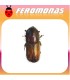Feromonas para IPS ACUMINATUS Perforador del pino