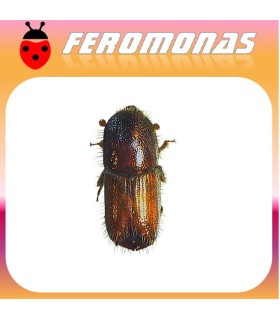 Feromonas para IPS ACUMINATUS Perforador del pino