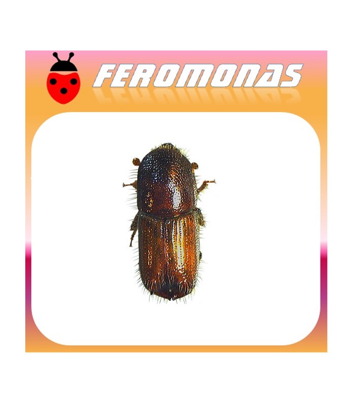 Feromonas para IPS ACUMINATUS Perforador del pino