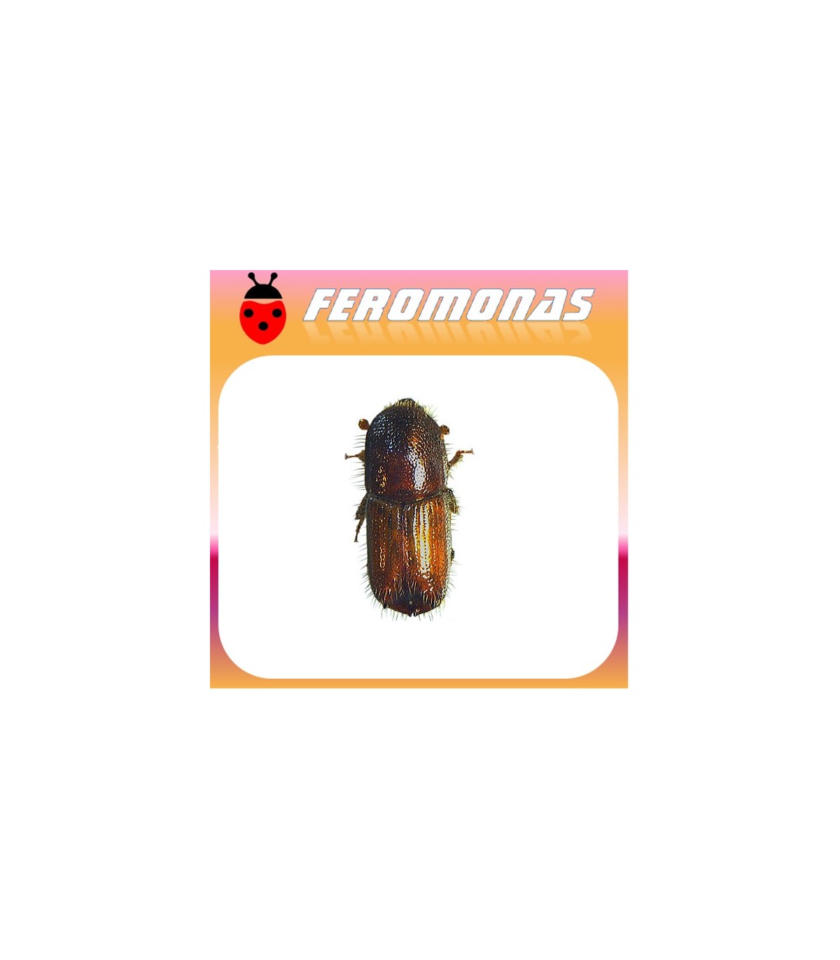 Feromonas para IPS ACUMINATUS Perforador del pino