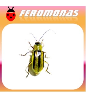 Feromonas para DIABROTICA VIRGIFERA Gusano alfilerillo del maiz