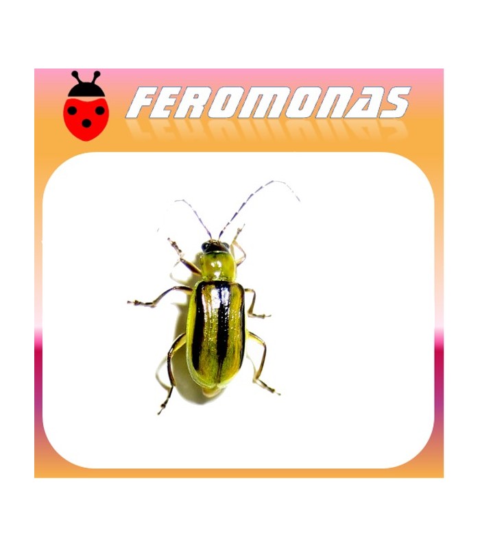 Feromonas para DIABROTICA VIRGIFERA Gusano alfilerillo del maiz