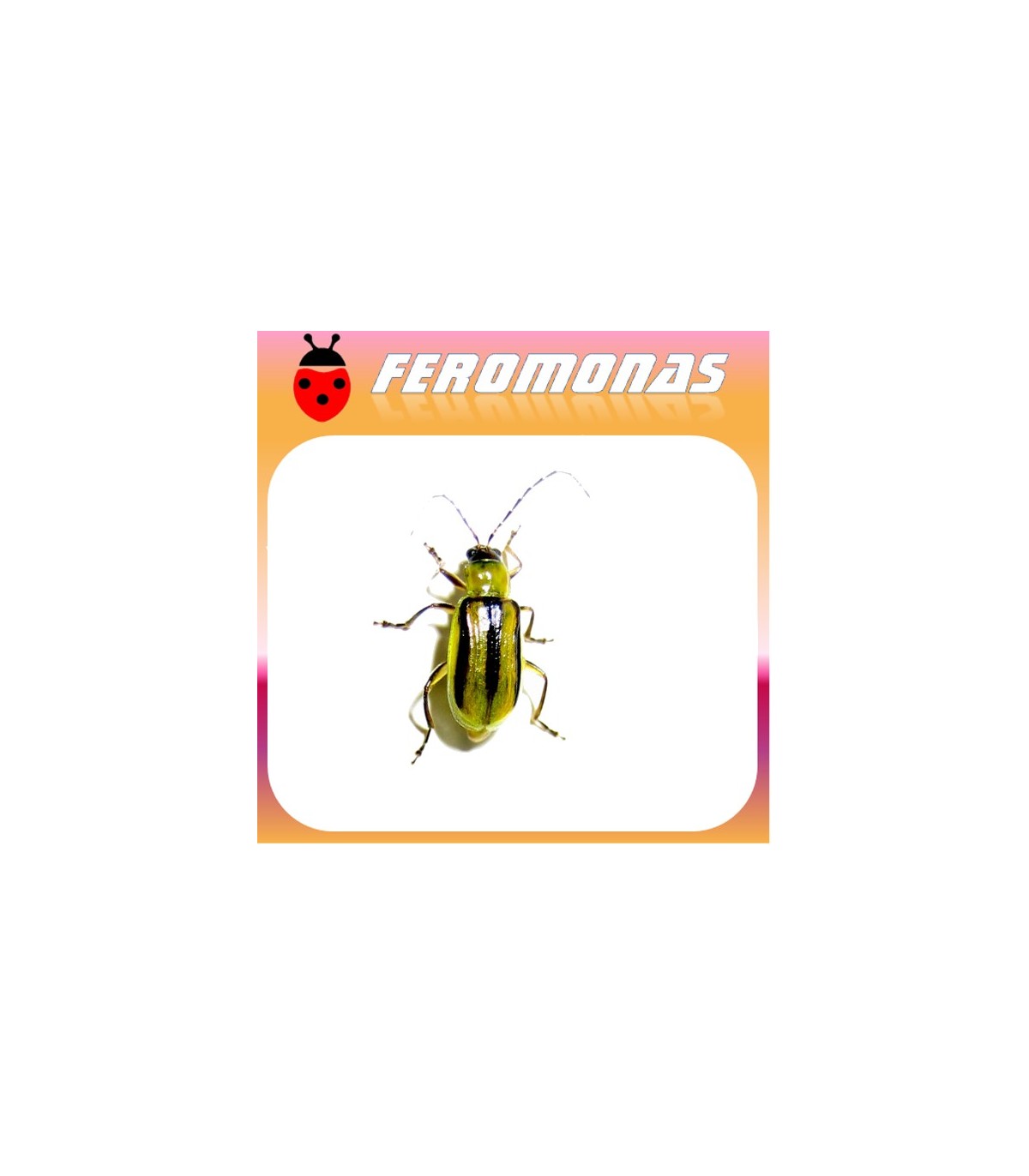 Feromonas para DIABROTICA VIRGIFERA Gusano alfilerillo del maiz