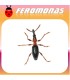 Feromonas para CYLAS FORMICARIUS Gorgojo del boniato