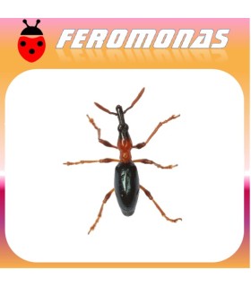 Feromonas para CYLAS FORMICARIUS Gorgojo del boniato