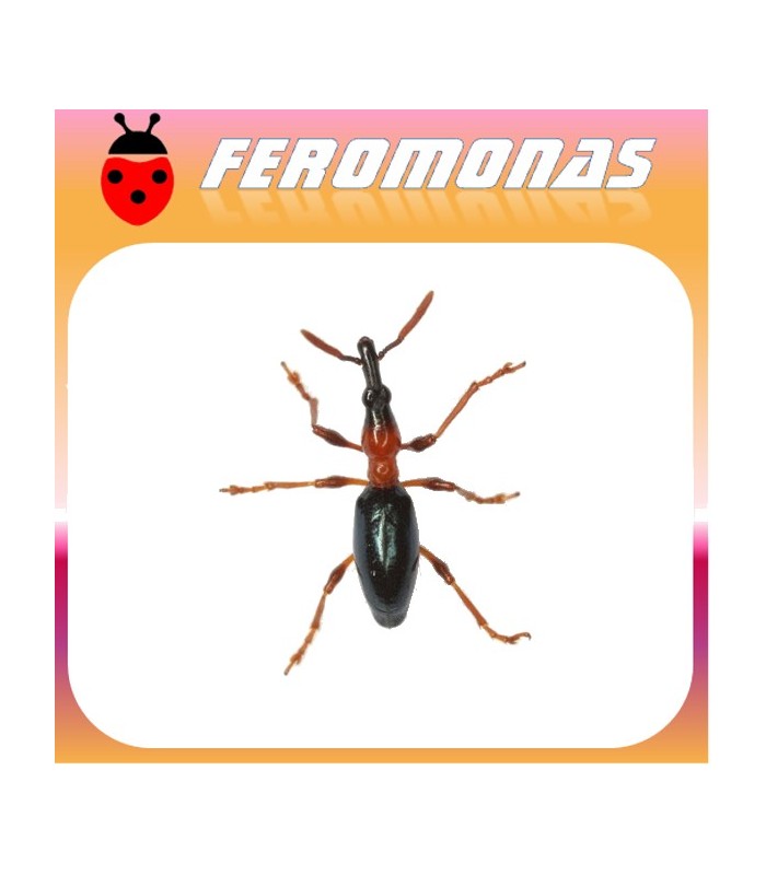 Feromonas para CYLAS FORMICARIUS Gorgojo del boniato