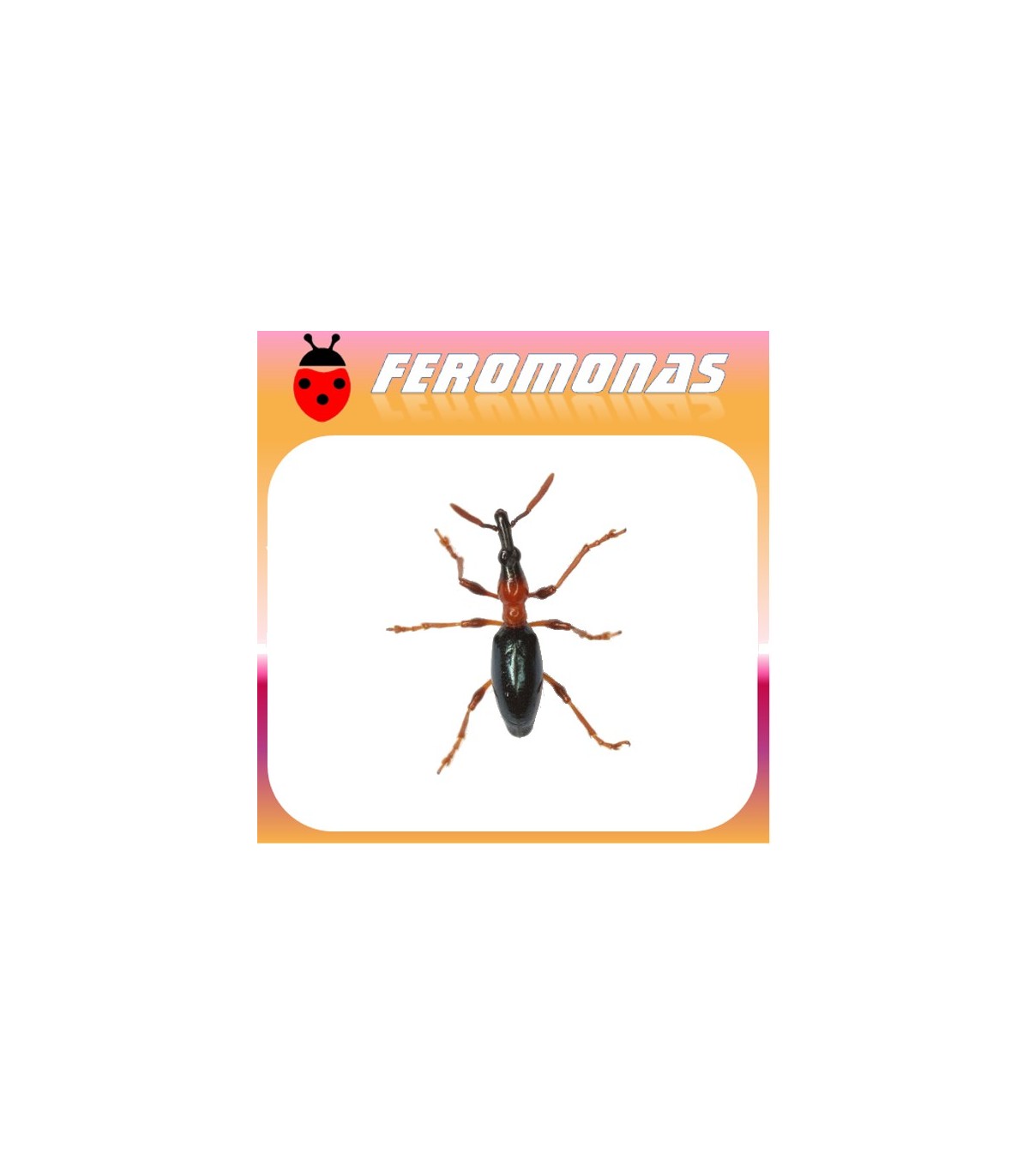 Feromonas para CYLAS FORMICARIUS Gorgojo del boniato