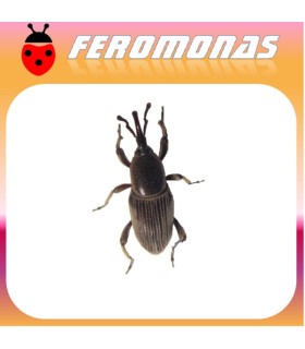 Feromonas para COSMOPOLITES SORDIDUS Picudo del banano