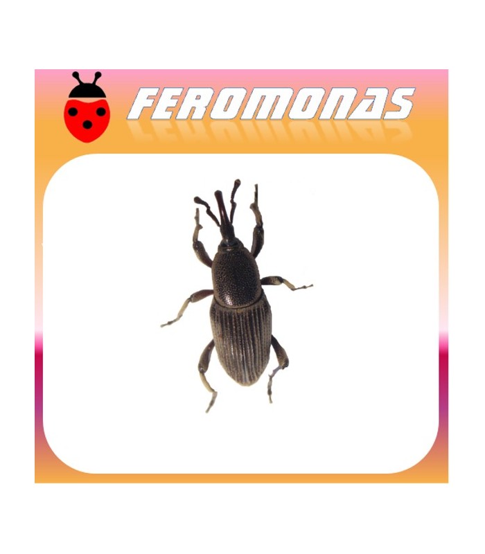 Feromonas para COSMOPOLITES SORDIDUS Picudo del banano
