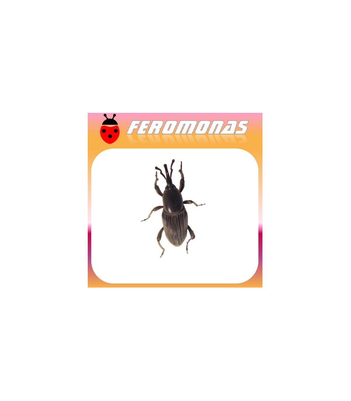 Feromonas para COSMOPOLITES SORDIDUS Picudo del banano