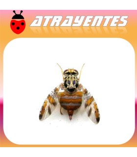 CERATITIS CAPITATA Atrayente LD (90 días)