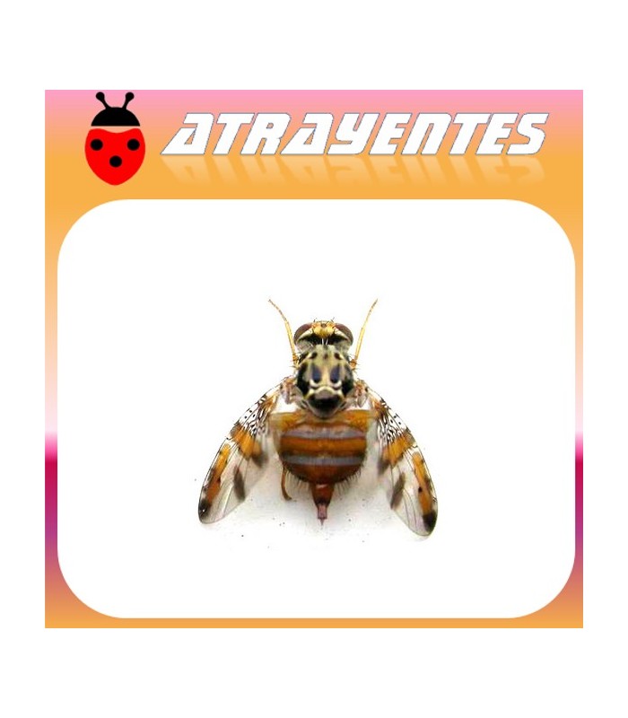 CERATITIS CAPITATA Atrayente LD (90 días)