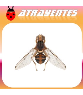 Atrayente bractocera oleae mosca del olivo