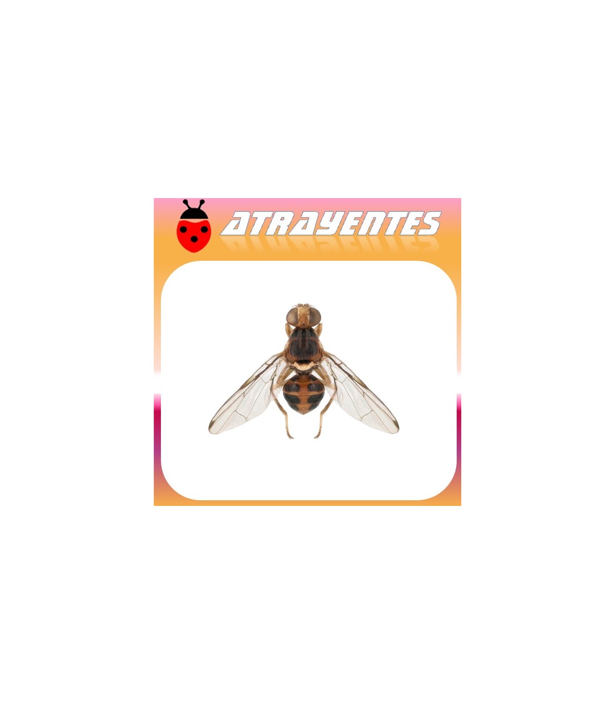 Atrayente bractocera oleae mosca del olivo