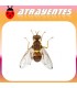 Atrayente para DACUS (BACTROCERA) ZONATA Mosca de la guayaba