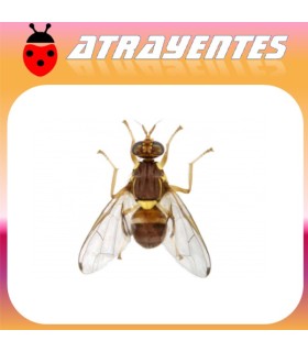 Atrayente para DACUS (BACTROCERA) ZONATA Mosca de la guayaba