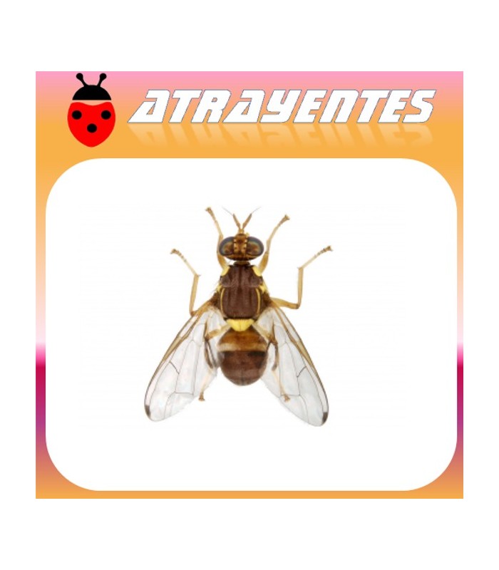 Atrayente para DACUS (BACTROCERA) ZONATA Mosca de la guayaba