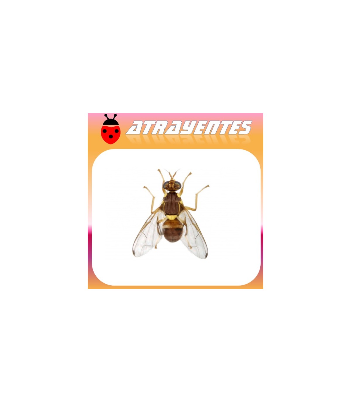 Atrayente para DACUS (BACTROCERA) ZONATA Mosca de la guayaba