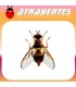 Atrayente para DACUS (BACTROCERA) TRYONI Mosca de queensland