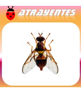Atrayente para DACUS (BACTROCERA) TRYONI Mosca de queensland