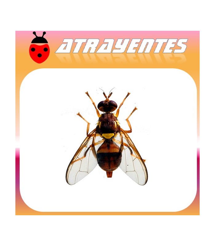 Atrayente para DACUS (BACTROCERA) TRYONI Mosca de queensland