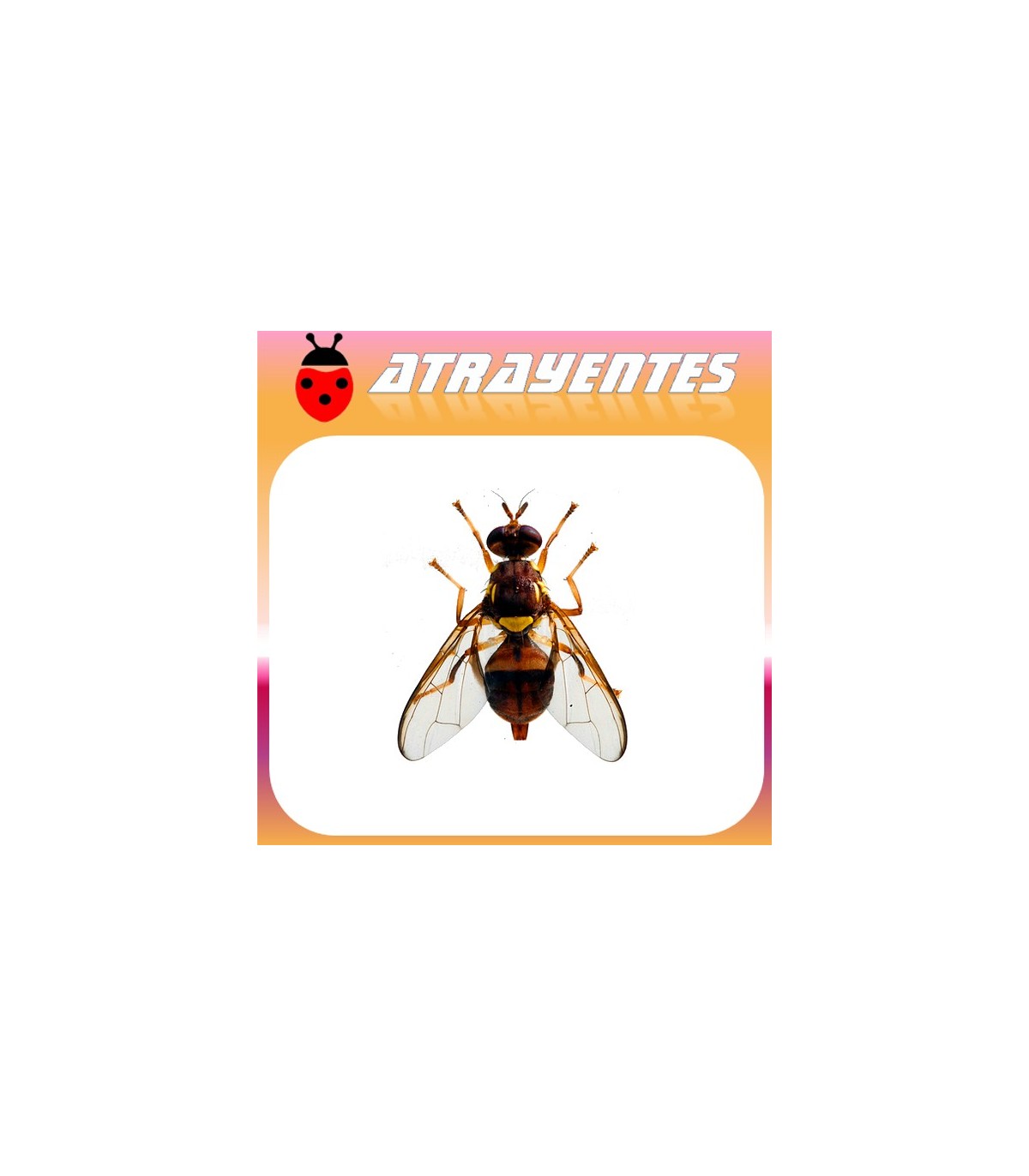 Atrayente para DACUS (BACTROCERA) TRYONI Mosca de queensland