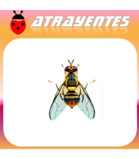 Atrayente para DACUS (BACTROCERA) DORSALIS Mosca oriental