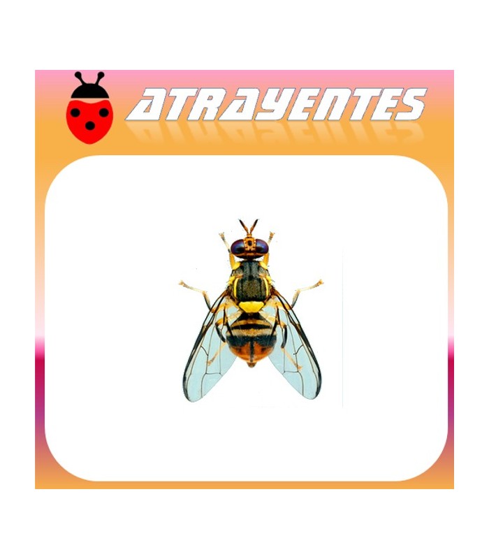 Atrayente para DACUS (BACTROCERA) DORSALIS Mosca oriental