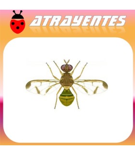 Atrayente para DACUS (BACTROCERA) CUCURBITAE
