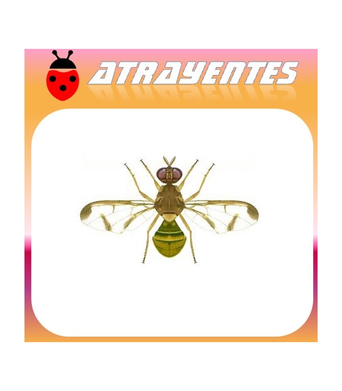 Atrayente para DACUS (BACTROCERA) CUCURBITAE