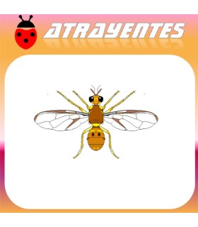 Atrayente para DACUS CILIATUS Mosca etíope de la fruta