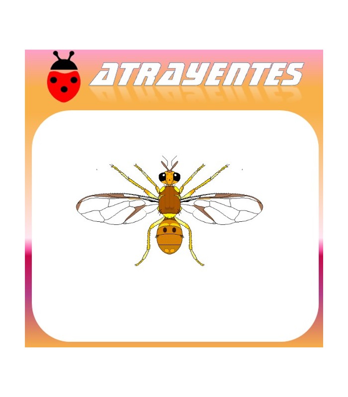 Atrayente para DACUS CILIATUS Mosca etíope de la fruta
