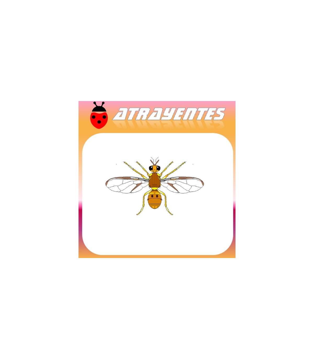 Atrayente para DACUS CILIATUS Mosca etíope de la fruta
