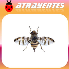 CERATITIS ROSA Mosca de Natal