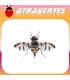 Atrayente para CERATITIS ROSA Mosca de Natal