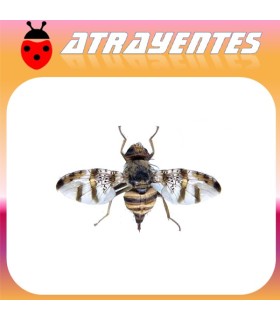 Atrayente para CERATITIS ROSA Mosca de Natal