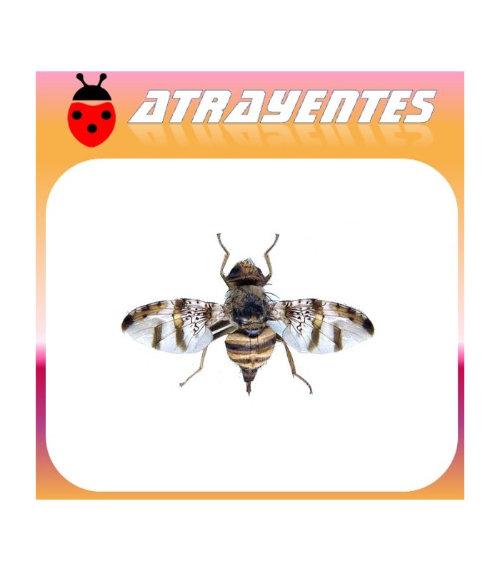Atrayente para CERATITIS ROSA Mosca de Natal