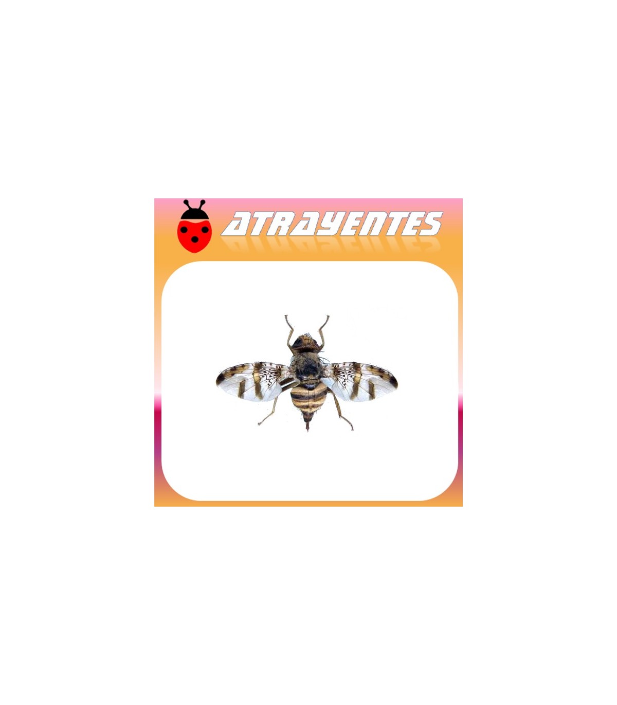 Atrayente para CERATITIS ROSA Mosca de Natal