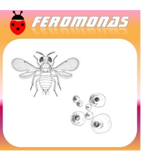 Feromona Aonidiella aurantii (piojo rojo de california) cítricos