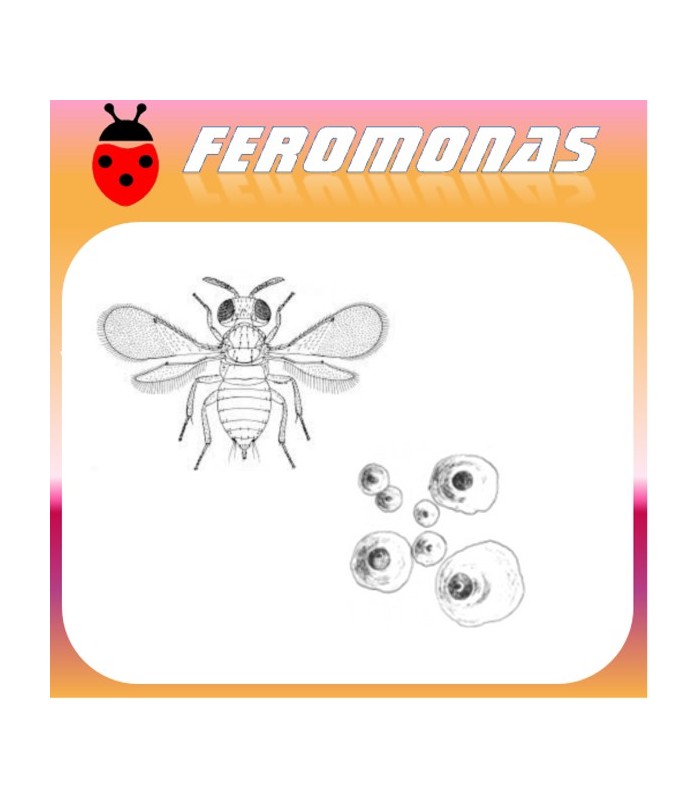 Feromona Aonidiella aurantii (piojo rojo de california) cítricos