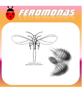feromona-planococcus-citri-cochinilla-algodonosa
