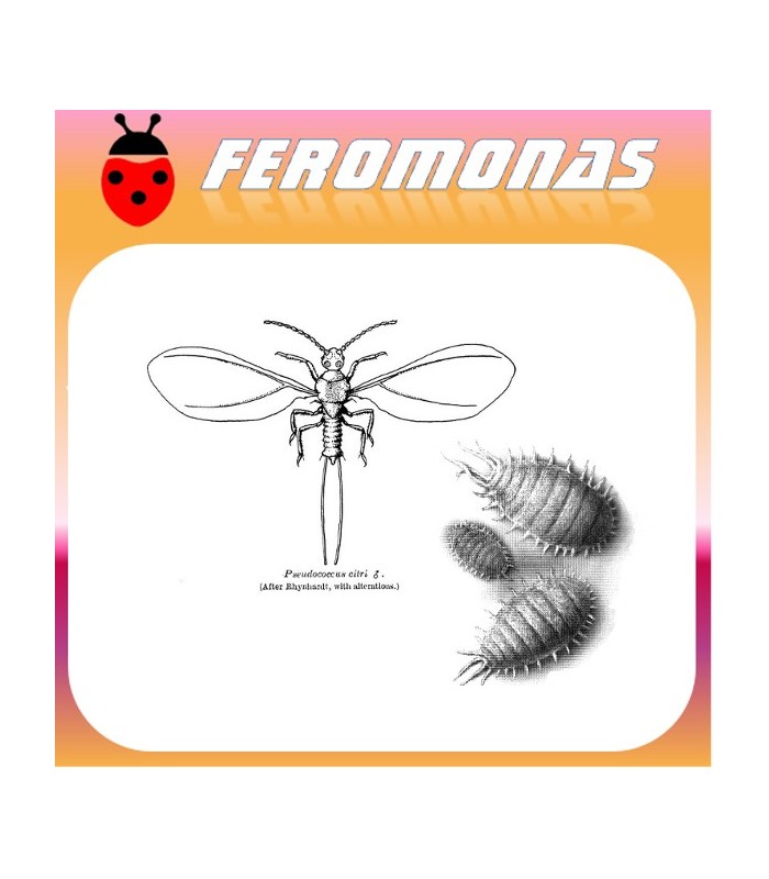 feromona-planococcus-citri-cochinilla-algodonosa