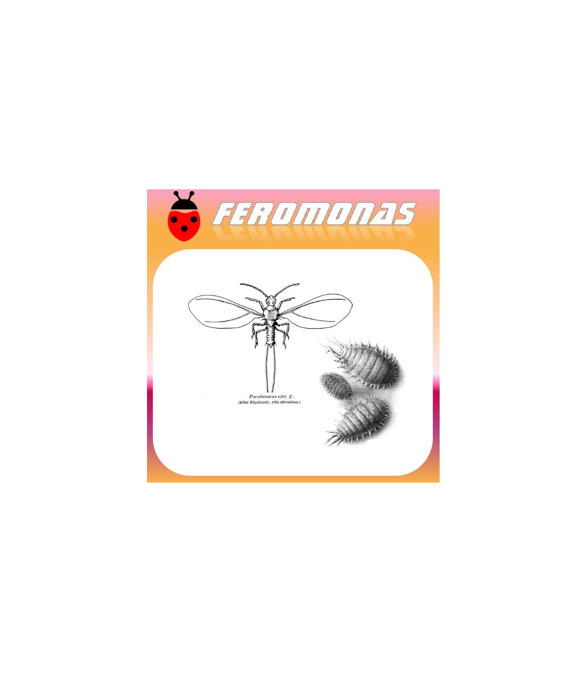 feromona-planococcus-citri-cochinilla-algodonosa