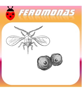 Feromonas para QUADRASPIDIOTUS PERNICIOSUS Piojo de San José