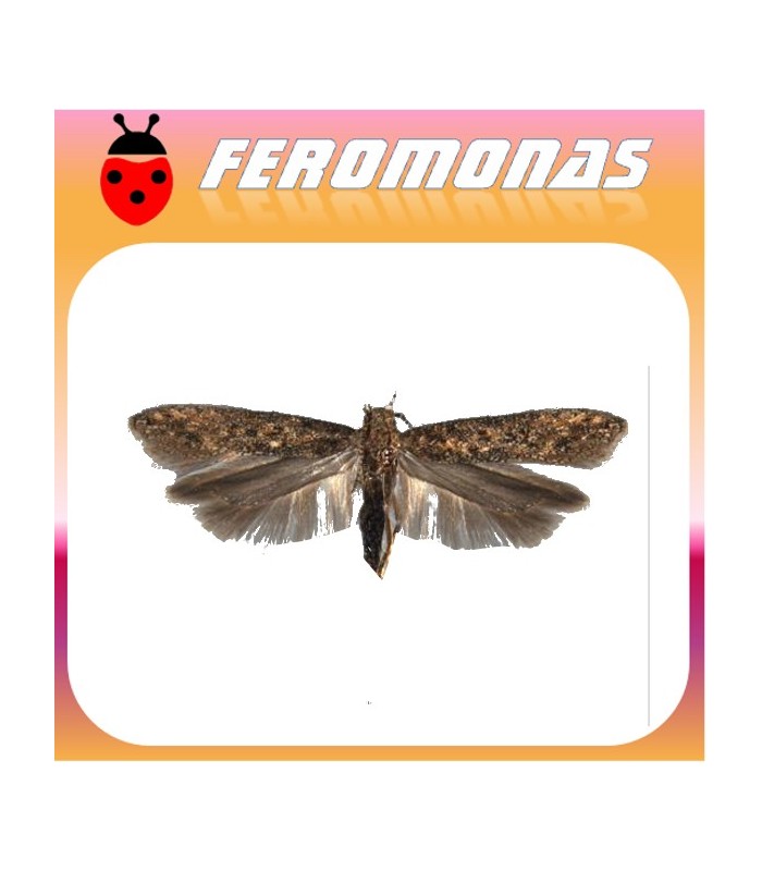 Feromona PHERODIS  tuta absoluta