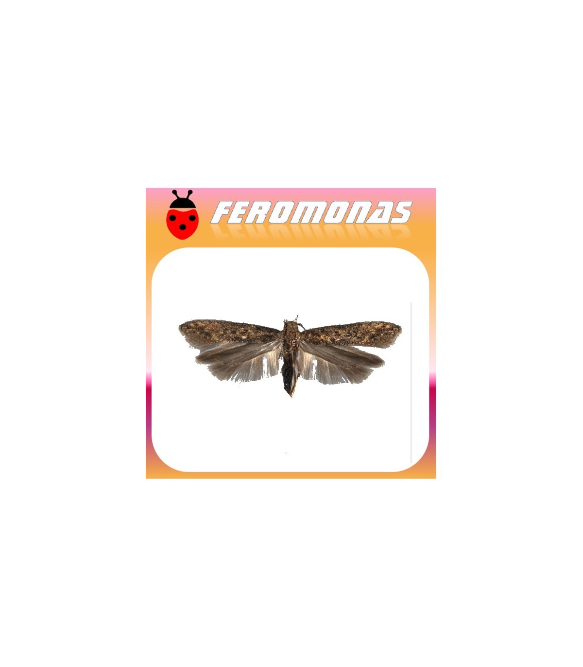Feromona PHERODIS  tuta absoluta