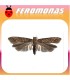 Feromonas Agrobio tuta absoluta 1 ud