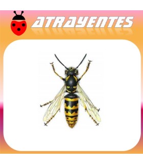 Atrayente moscas y avispas 60 días
