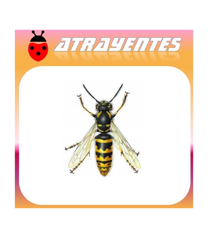Cebo atrayente de avispas y moscas